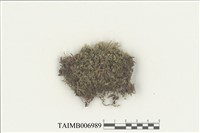 藏品(合葉蘚屬)的圖片